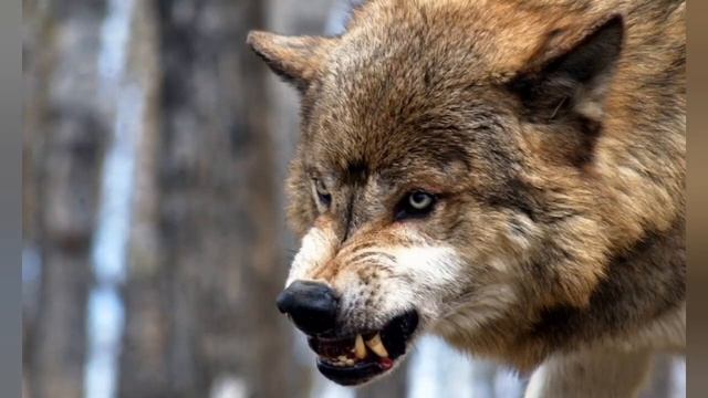 #МУДРЫЕ# #СЛОВА#. смотреть онлайн