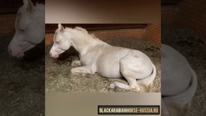 Как спят лошади)) самое милое видео)) спокойной ночи малыши))