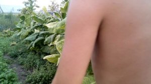 Созревание листьев табака