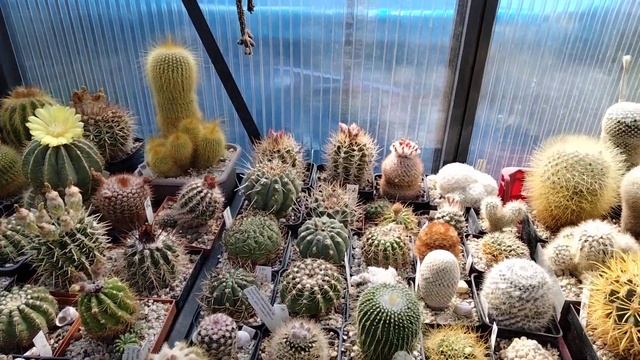 Продажа кактусов и эпифиллумов.Цены и размер растений.Продаю без удовольствия.Беженцы.Я волонтер. смотреть онлайн