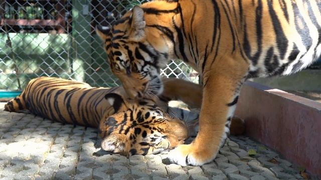 КОШКА МУРКА и ТИГРЫ с TIGER KINGDOM ПХУКЕТ! А ну-ка Давай-ка в КОРОЛЕВСТВЕ ТИГРОВ! ОГРОМНЫЕ ПИТОМЦЫ