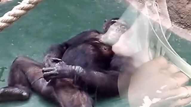 В Ижевском Зоопарке смотреть онлайн