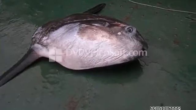 Рыба Луна смотреть онлайн