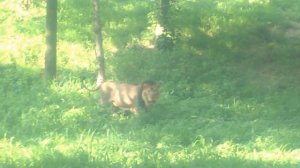 powerful Asiatic lion roar