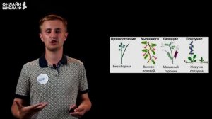 Строение стебля. Видеоурок 8. Биология 6 класс