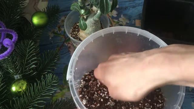 Пересадка адениума и укорененный черенок...
