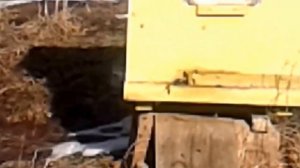 Серая горная кавказская пчела облет 15-ого января