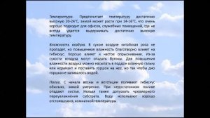 Гибискус – китайская роза. (Чай Каркаде).