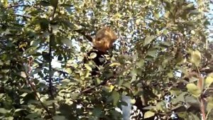 Нужно ли обрезать грушу осенью