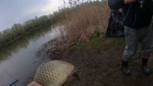 Ловля сазана весной. Супер приманка на сазана!!!