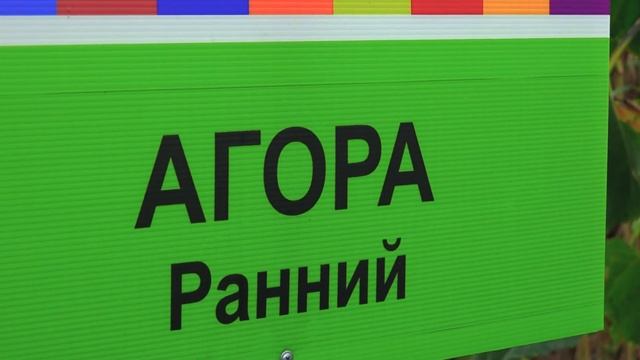 Обзор новинок гибридов подсолнечника смотреть онлайн