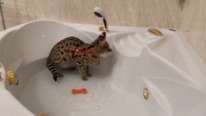 Домашний сервал в ванной 🛁 serval cat meow