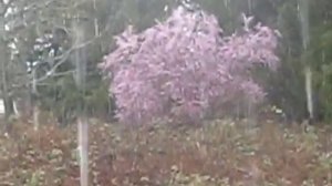 Непогода - Полгода плохая погода -  Half year bad weather (Cover)