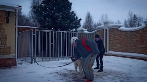 Алабай защищает хозяйку