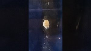 Свое тесто для херабуны (для нижнего крючка).