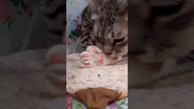 Намывает кот подушечки лап.Washes the pads of the paws.🐾