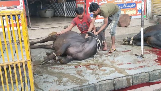 2 Cows Qurbani in 2022 смотреть онлайн