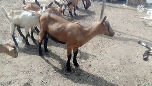 Козу укусила ? змея.
