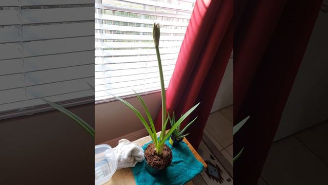 Red Flower Time Lapse