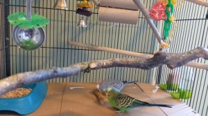 Budgie Family life, petunia mom nesting with 3 eggs, Hercules dad  & Sunny kids eating millet.