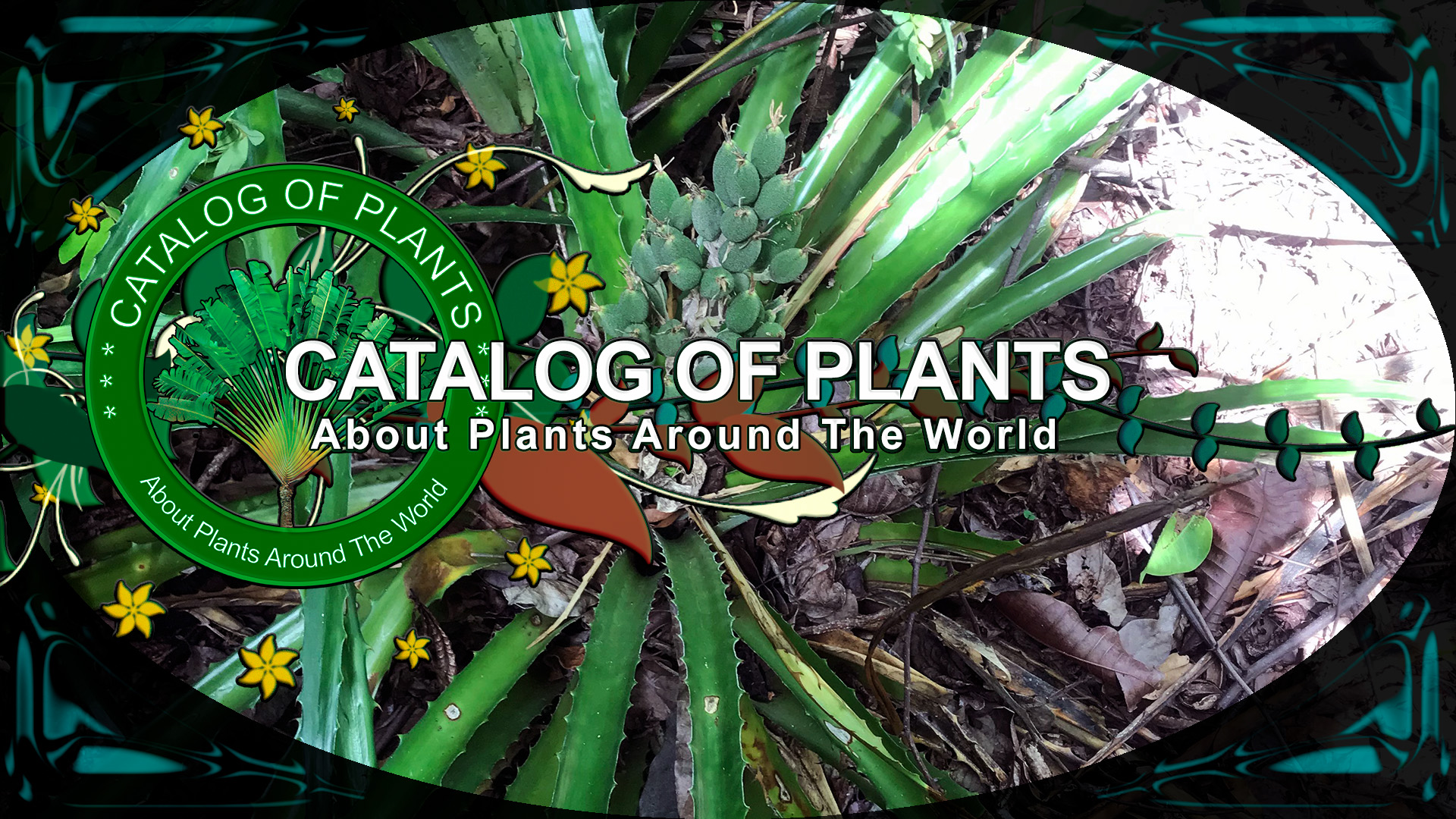 Ботанический каталог растений. #Фитактив #Фрут и #Плант. Плант каталог
