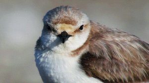 Зуёк морской. Kentish Plover. Charadrius alexandrinus. Апшеронский национальный парк