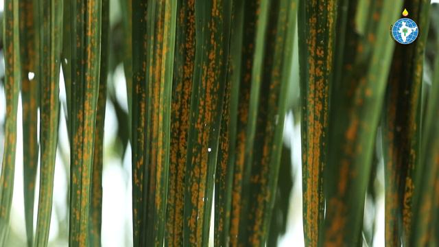 Oil Palm - the Golden Palm (in Telugu)