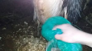 Уход за козой после окота