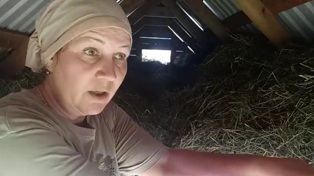 Заготовка СЕНО на зиму, ОДНИМ днём!