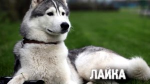 Самые опасные породы собак. ТОП 10