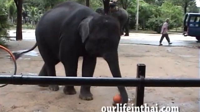 Выступление маленького слона. (Наша жизнь в Таиланде) смотреть онлайн