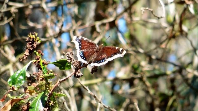 Mourning Cloak Butterfly, Nymphalis antiopa, in San Marcos, California смотреть онлайн