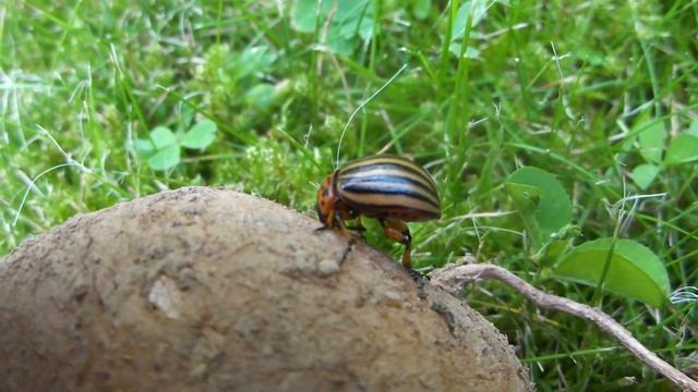 Leptinotarsa decemlineata смотреть онлайн