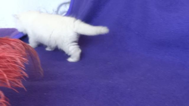Котенок шиншилла поинт. Длинношерстный.