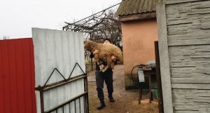 Нашёл жениха своим красоткам.Купил эдильбаевского барана и овцу .Перевёз всех овец на хутор в лесу .