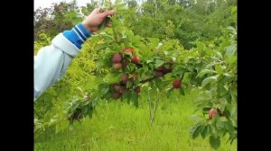 Сибирская слива - ранние сорта