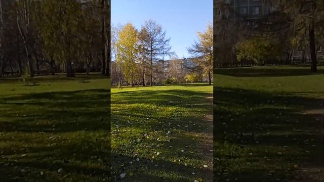 парк им. Чкаловв в Екатеринбурге - красота и стройность берëз! ??