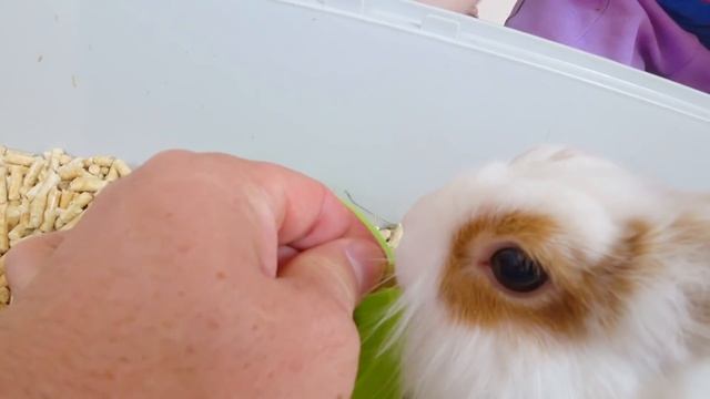 Новый ПИТОМЕЦ Как Дети КУПАЮТ КРОЛИКА! Наш ОБЫЧНЫЙ День... смотреть онлайн