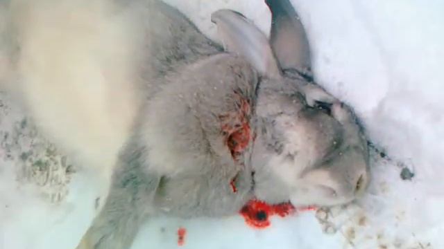 чечня.mp4 смотреть онлайн