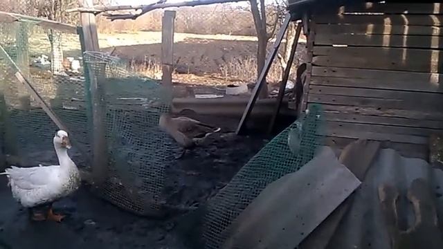 Гуси и утки несутся каждый день или через день?!И ответ на комментарий! смотреть онлайн