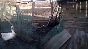 Гуси и утки несутся каждый день или через день?!И ответ на комментарий!