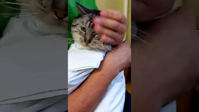 Как дать коту таблетку через Таблеткодаватель 4 смотреть онлайн