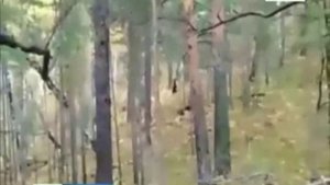 Медведь в черте Красноярска. В Ветлужанке животное загнало парня на дерево. Андрей Гришаков