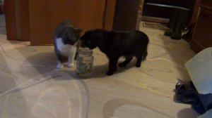 Кошки рыбачат на лапку / Кошки ловят ёрша в банке Алин
