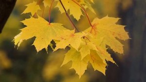 Клён, осень, листопад. Поль Мориа. Autumn, maple, leaf fall.