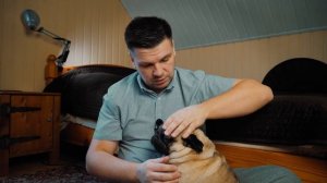 Мопс сильно линяет, что делать? Как часто вычесывать собаку? #мопслиняет