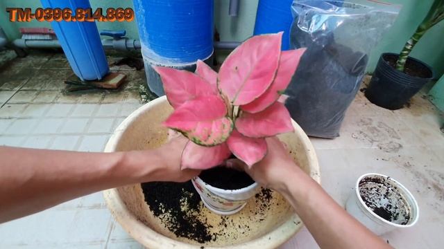 Cây vạn lộc đỏ -Aglaonema pink lady valentine plant смотреть онлайн