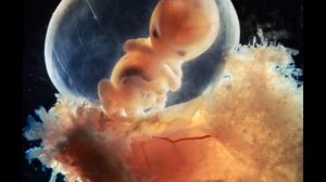 как зарождается жизнь