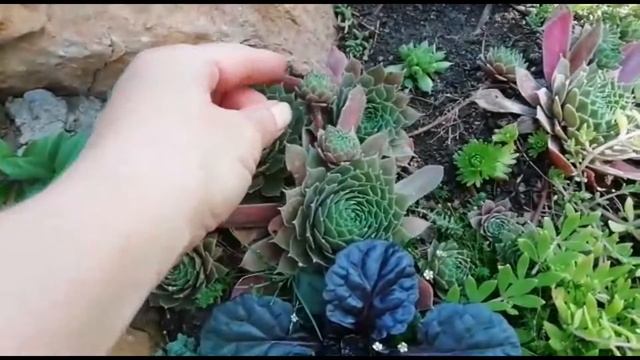 Каменные розы в моём саду. смотреть онлайн