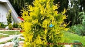 Туя западная Йеллоу Рибон (yellow ribbon) ? обзор: как сажать, саженцы туи Йеллоу Рибон